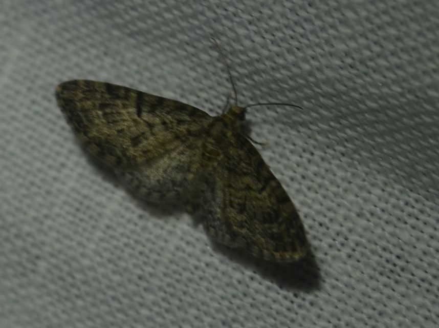 Eupithecia dodoneata - tölgy-törpearaszoló