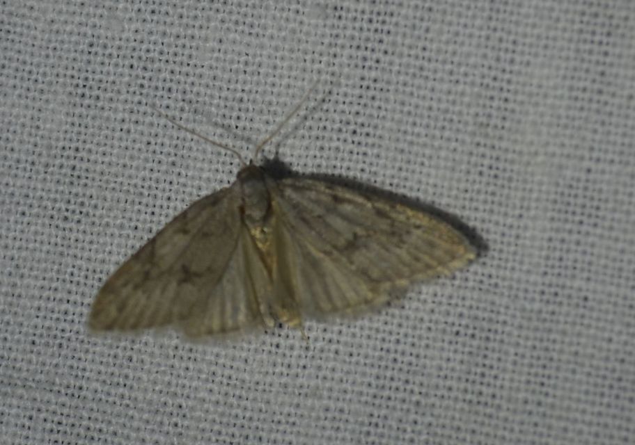 Nola cicatricalis - szürke pamacsosszövő