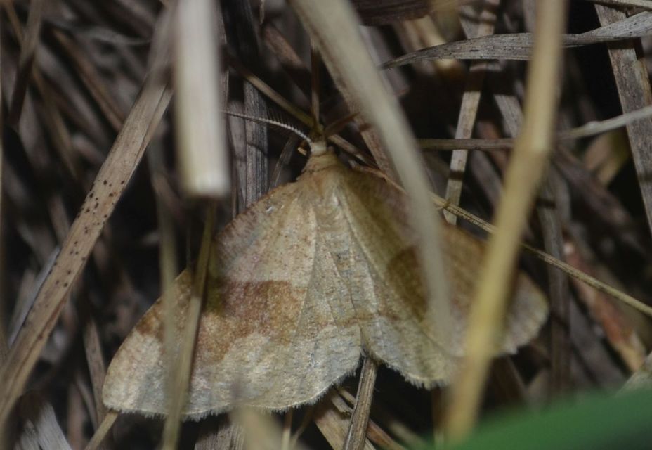 Plagodis pulveraria - szemcsés araszoló