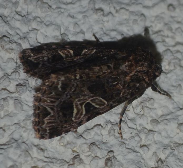 Sideridis rivularis - vörhenyes szegfűbagoly