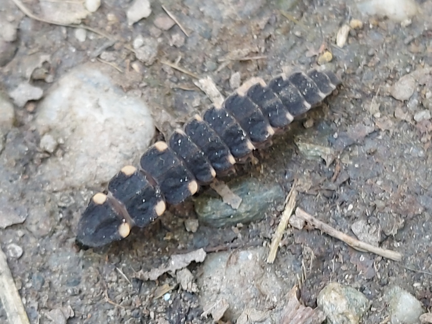 Lampyris noctiluca - nagy szentjánosbogár