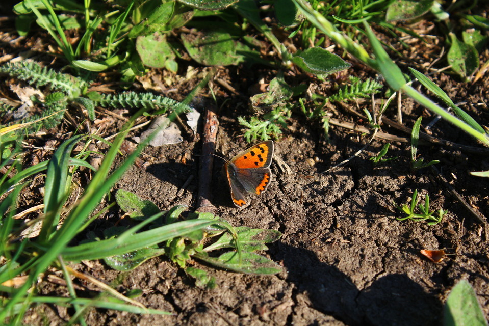 Lycaena phlaeas - közönséges tűzlepke