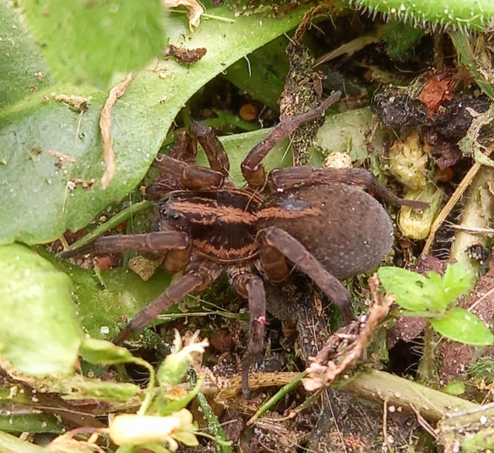 Trochosa