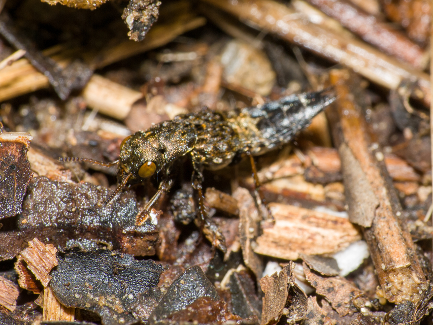 Ontholestes haroldi - sárgatérdű holyva