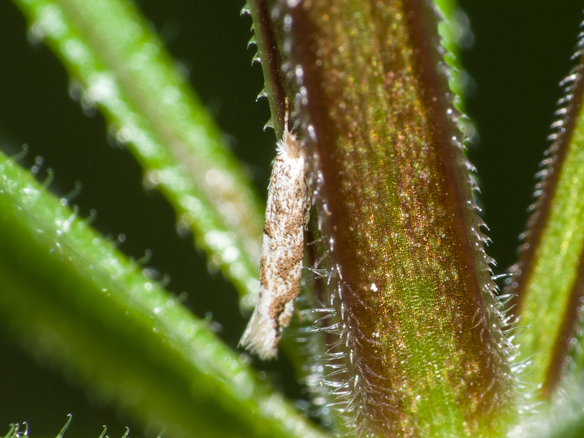 Phyllonorycter