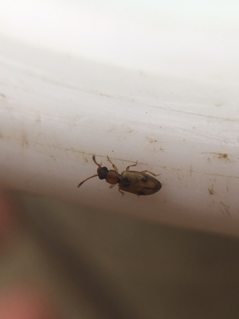 Psammoecus bipunctatus - kétpettyes fogasnyakú-lapbogár