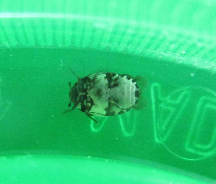 Anthrenus querneri