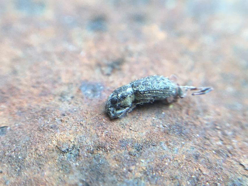 Sitona hispidulus - szőrös csipkézőbogár
