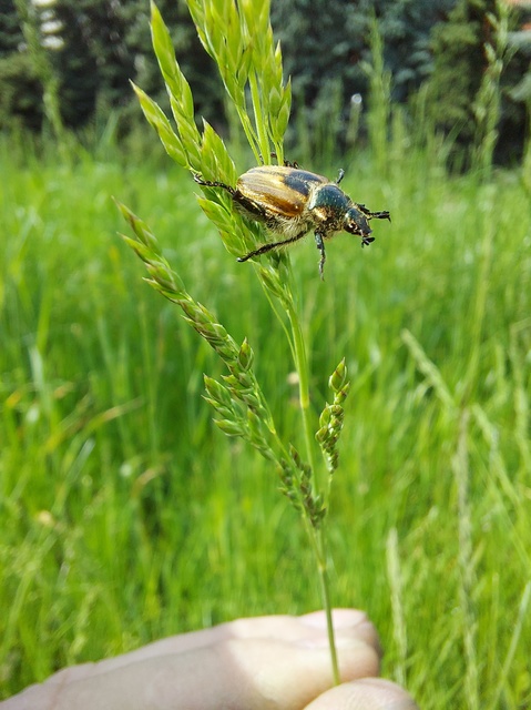 Anisoplia austriaca - osztrák szipoly