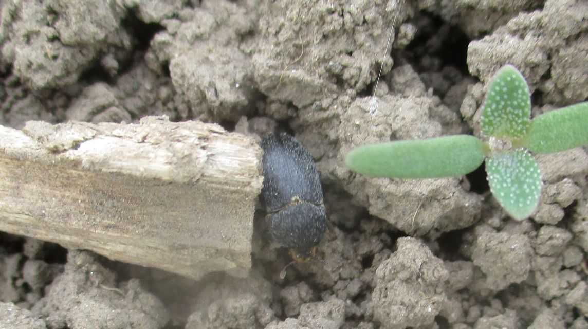 Dermestes laniarius - gyászos porva