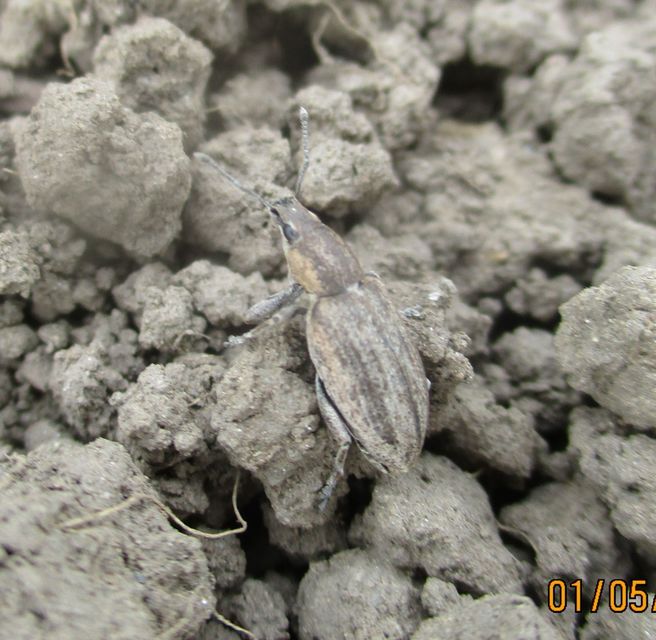 Tanymecus palliatus - közönséges hegyesfarúbarkó