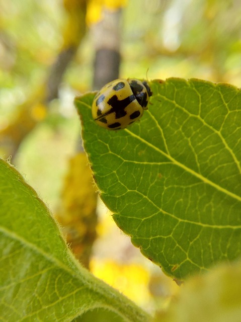 Propylea quatuordecimpunctata - tizennégypettyes füsskata