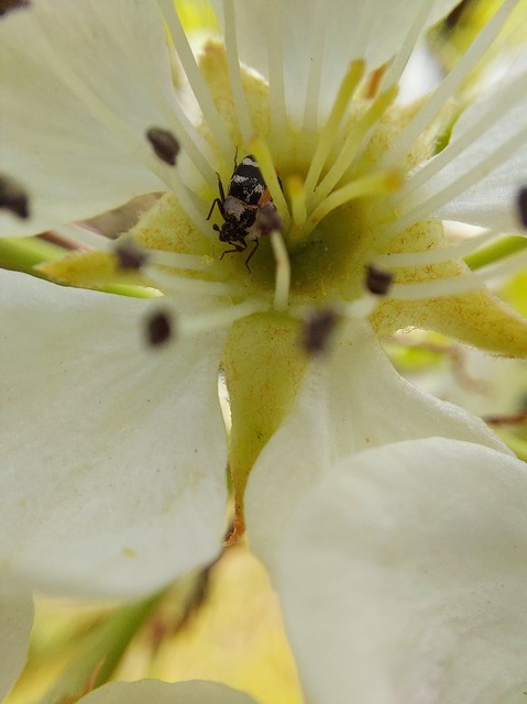 Anthrenus scrophulariae - nagy múzeumbogár