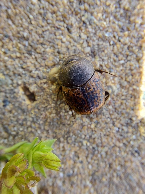 Onthophagus fracticornis - bronzos trágyatúró