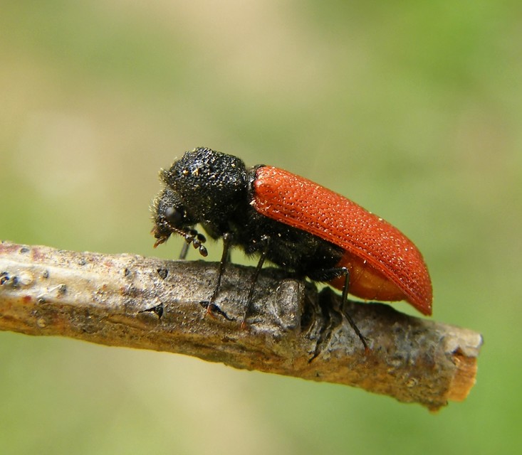Bostrichus capucinus - piros csuklyásszú