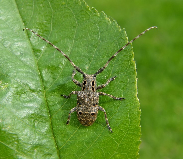 Mesosa curculionoides - szemfoltos cincér
