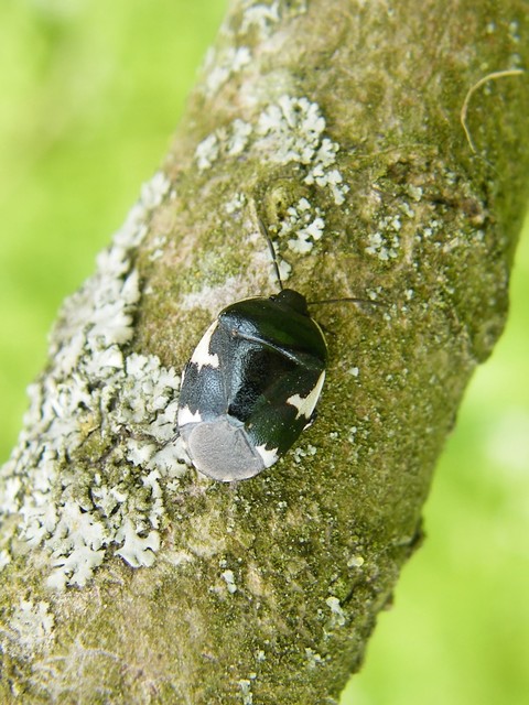 Tritomegas sexmaculatus - hatfoltos földipoloska