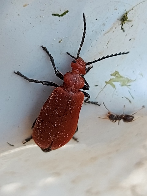 Pyrochroa serraticornis - közép-bíborbogár