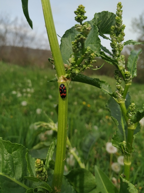 Cercopis arcuata/sanguinolenta