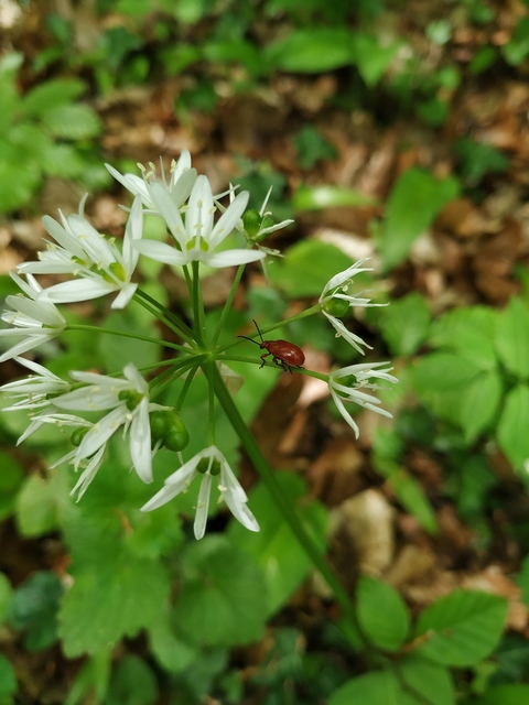Lilioceris merdigera - hagymabogár
