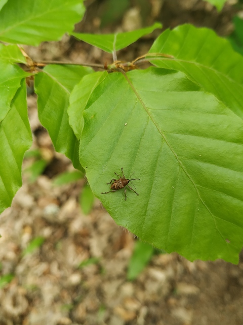 Curculio glandium - tölgymakkzsuzsóka