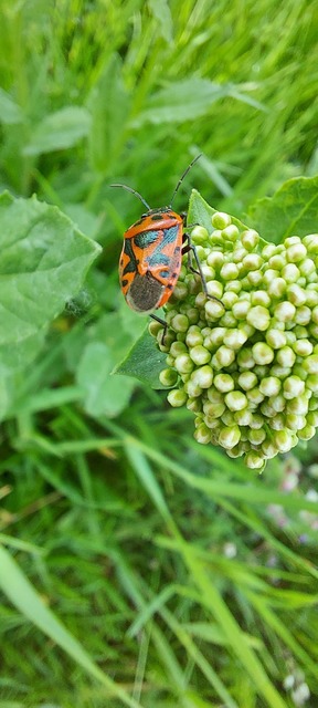 Eurydema ornata - díszespoloska