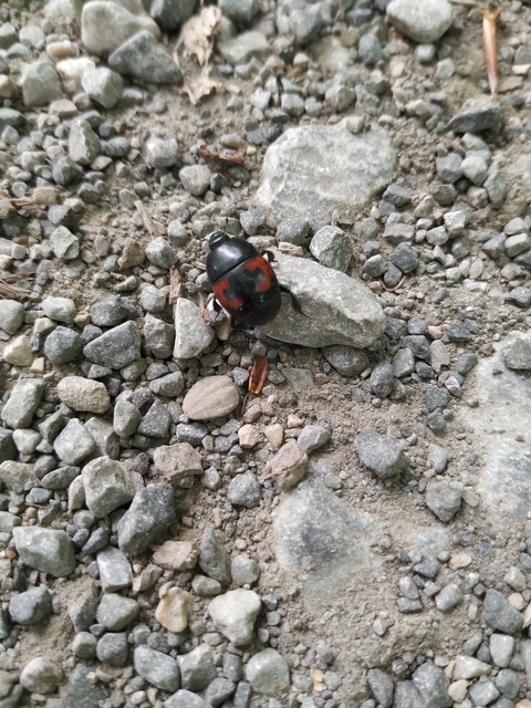 Hister quadrimaculatus - közönséges sutabogár