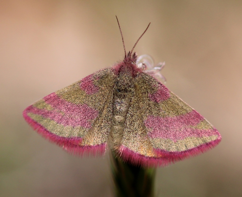 Lythria cruentaria - bíborcsíkos araszoló
