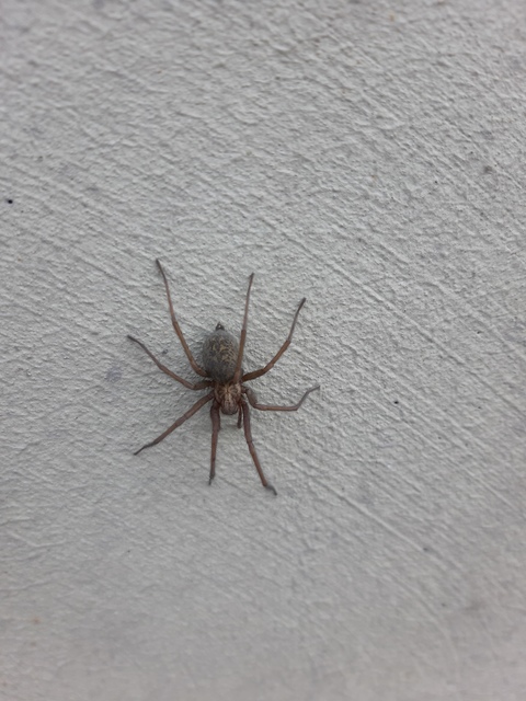 Eratigena agrestis - réti zugpók
