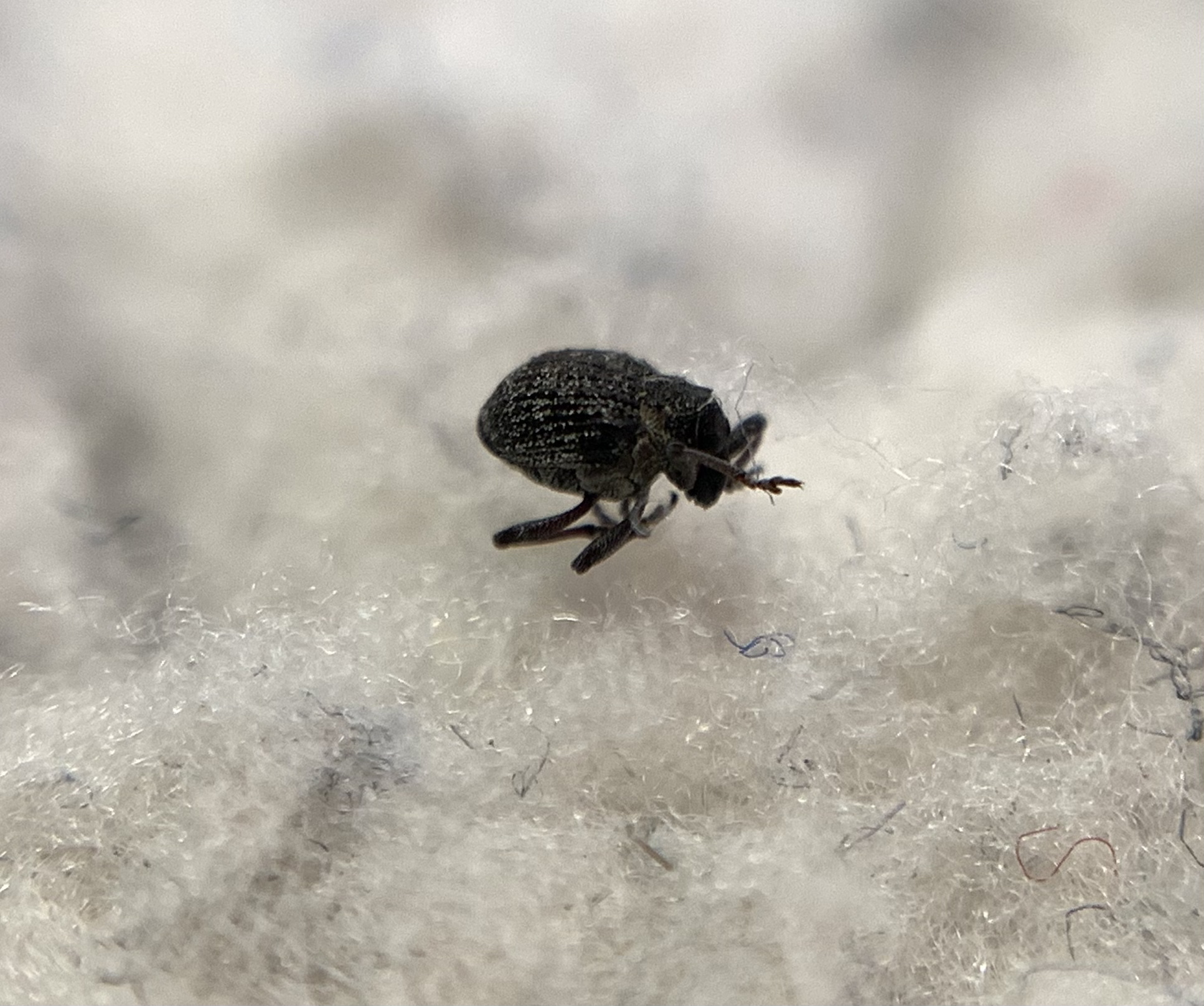 Neophytobius muricatus - tüskéshátú keserűfű-ormányos