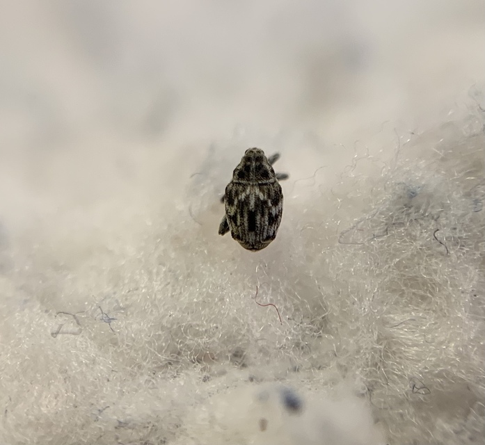 Microplontus triangulum - rajzos cickafarkormányos