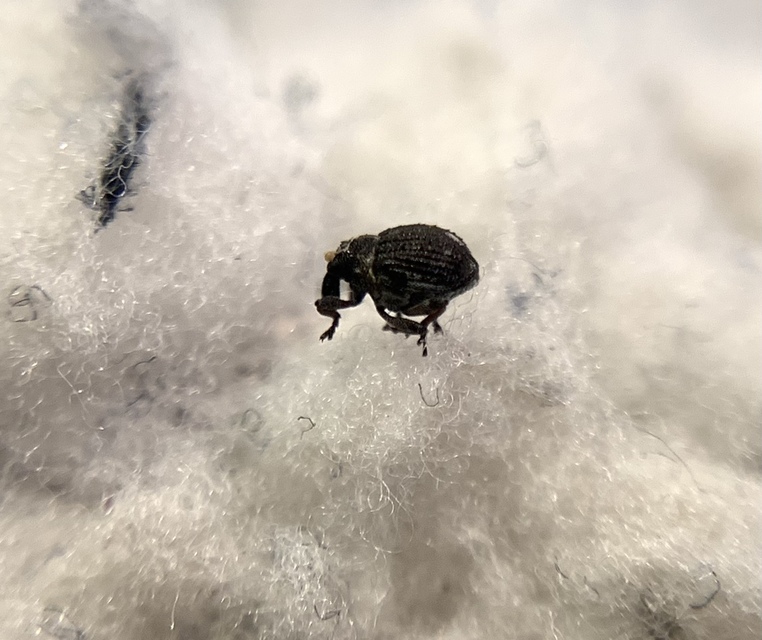 Neophytobius quadrinodosus - vidrakeserűfű-ormányos