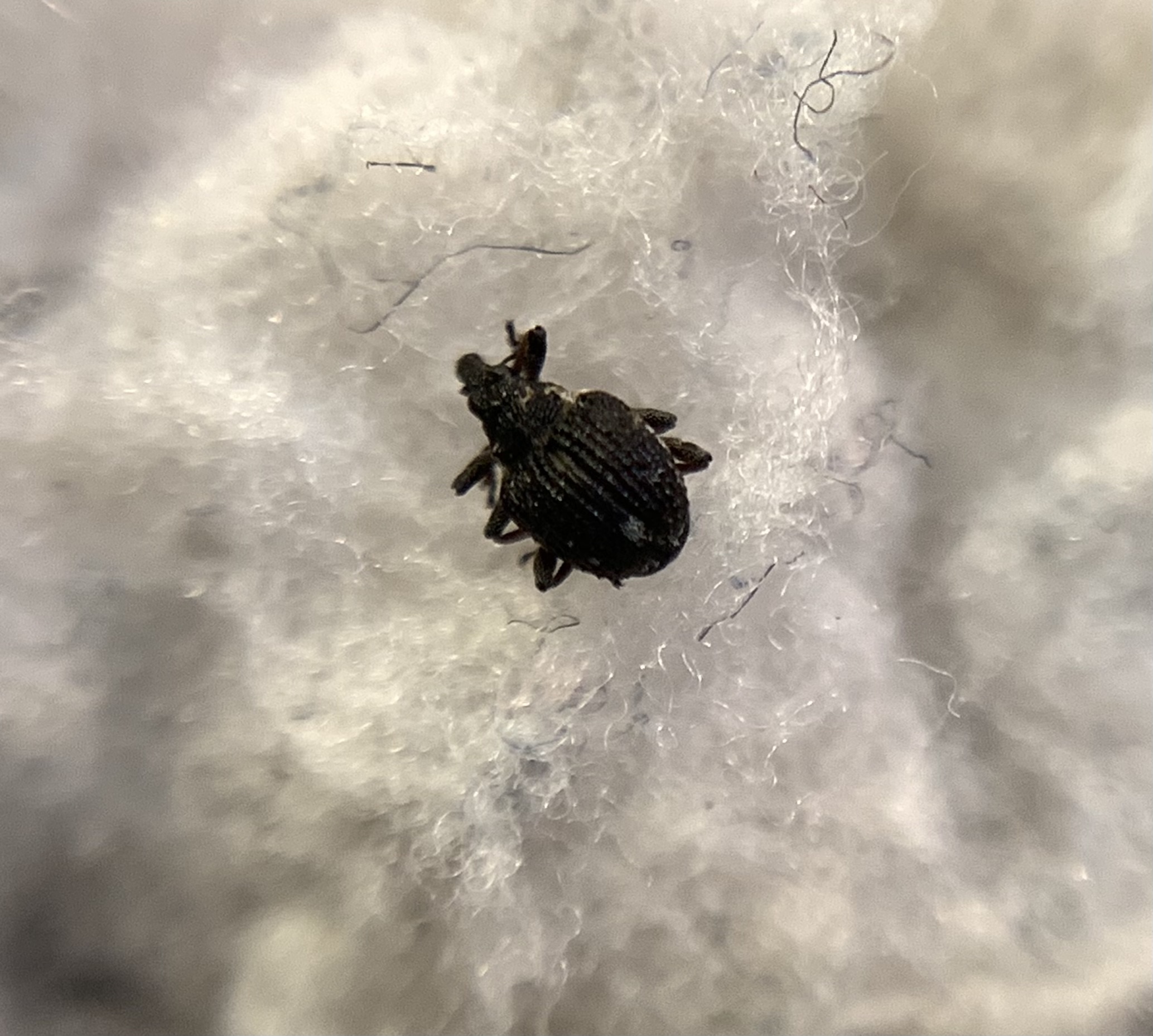 Neophytobius quadrinodosus - vidrakeserűfű-ormányos