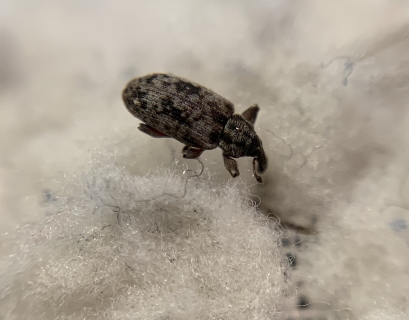 Dorytomus taeniatus - kecskefűz-hangormányos