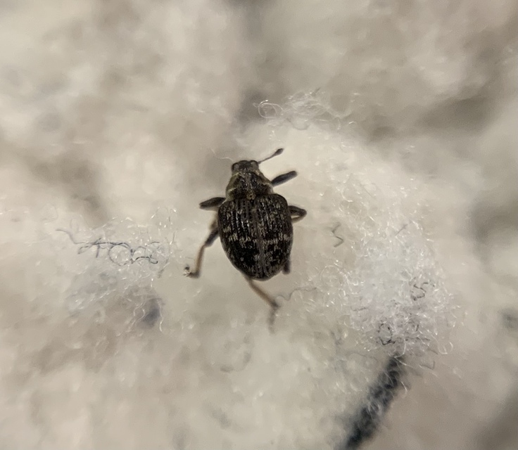 Pelenomus commari - közönséges keserűfű-ormányos