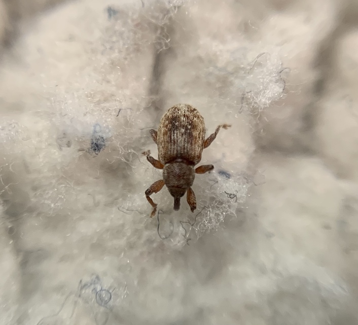 Dorytomus melanophthalmus - sárgaorrú hangormányos