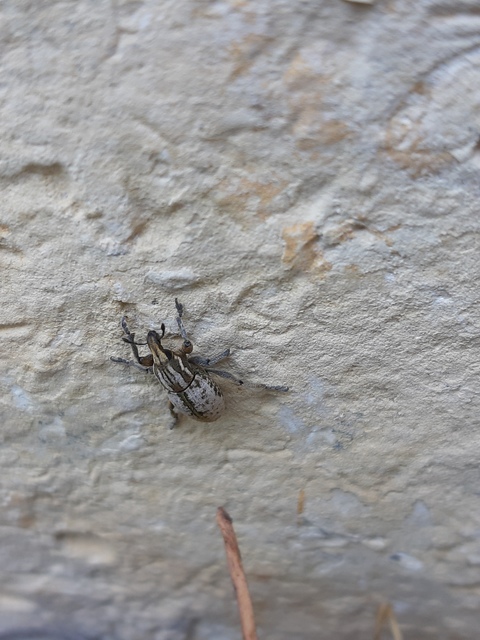 Pseudocleonus cinereus - hamvas barkó