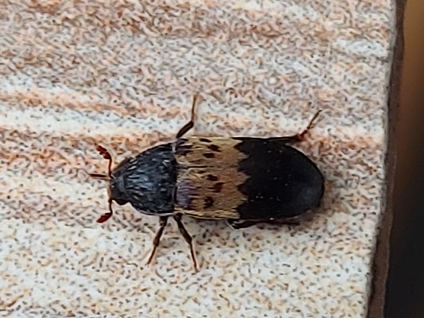 Dermestes lardarius - szalonnaporva Dermestes lardarius - szalonnaporva