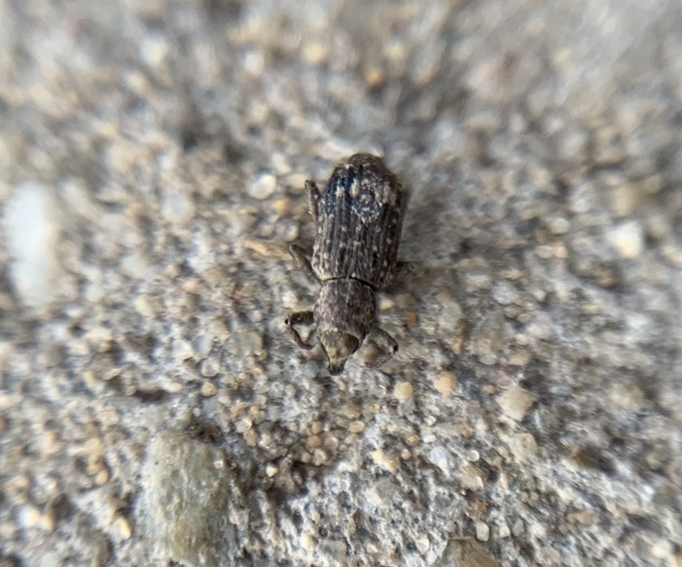 Bagous tempestivus - boglárka-víziormányos Bagous tempestivus - boglárka-víziormányos