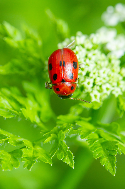 Gonioctena fornicata - közönséges lucernabogár