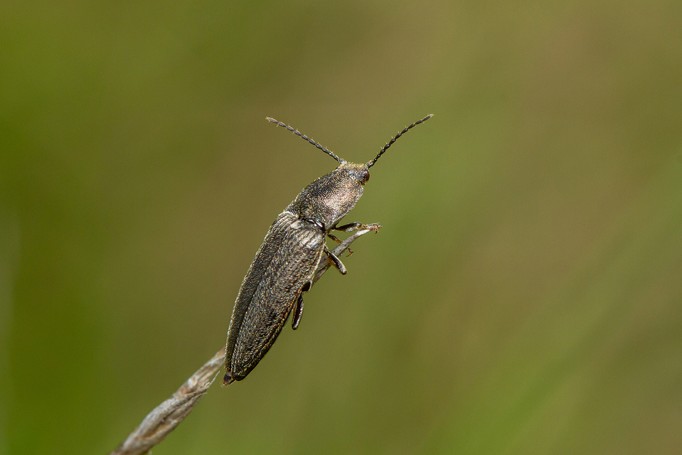 Cidnopus pilosus - szőrös pattanó