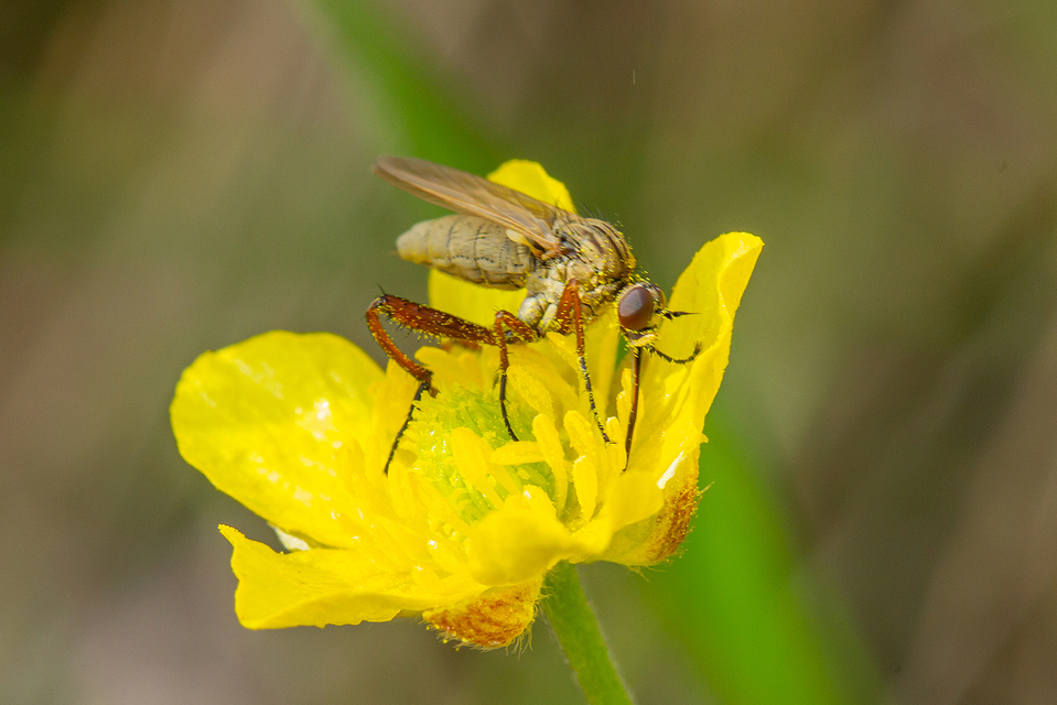Empididae - táncoslegyek