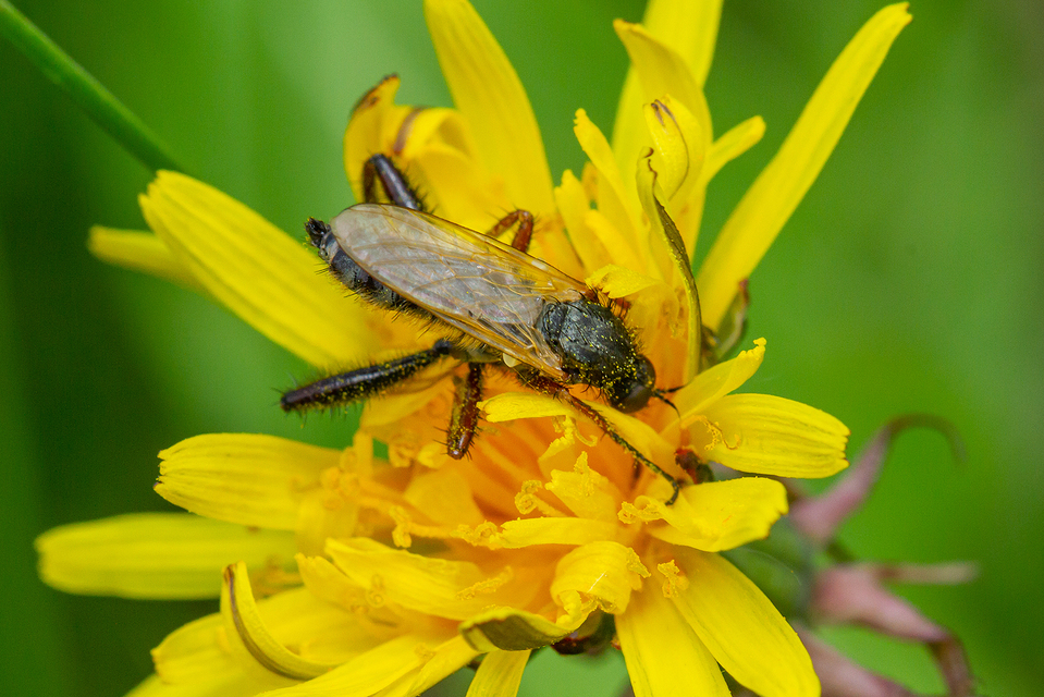 Empididae - táncoslegyek