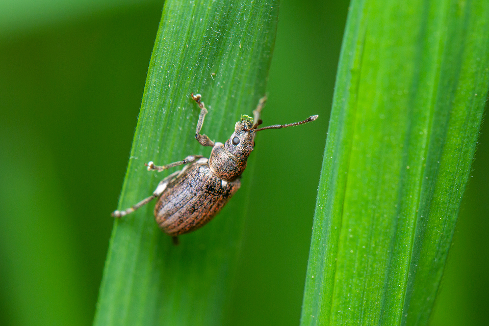 Phyllobius pyri - gyümölcsfa-levélormányos