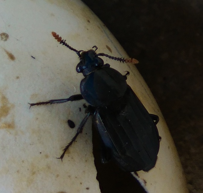 Necrodes littoralis - nagy dögbogár