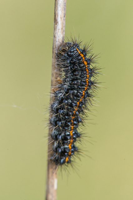 Spiris striata - csíkos molyszövő