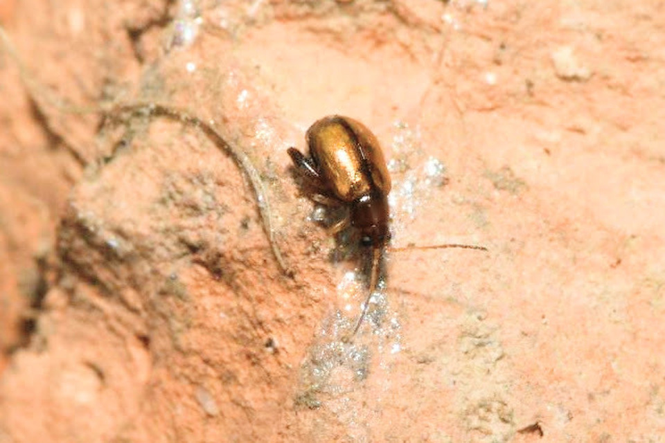 Longitarsus