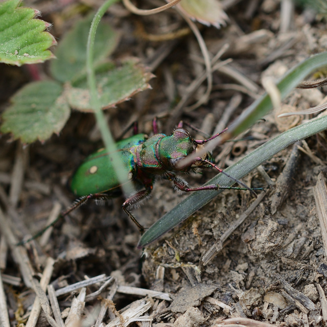 Cicindela campestris - mezei homokfutrinka