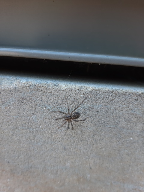 Tegenaria
