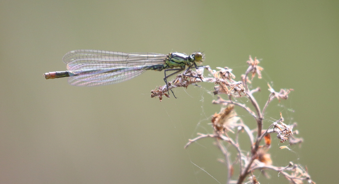 Erythromma najas - nagy pirosszemű-légivadász